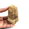 Trilobite fossile - 0