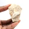 Dente fossile di Otodus dal Marocco - 0
