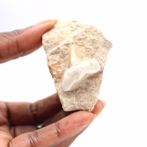Dente fossile di Otodus dal Marocco