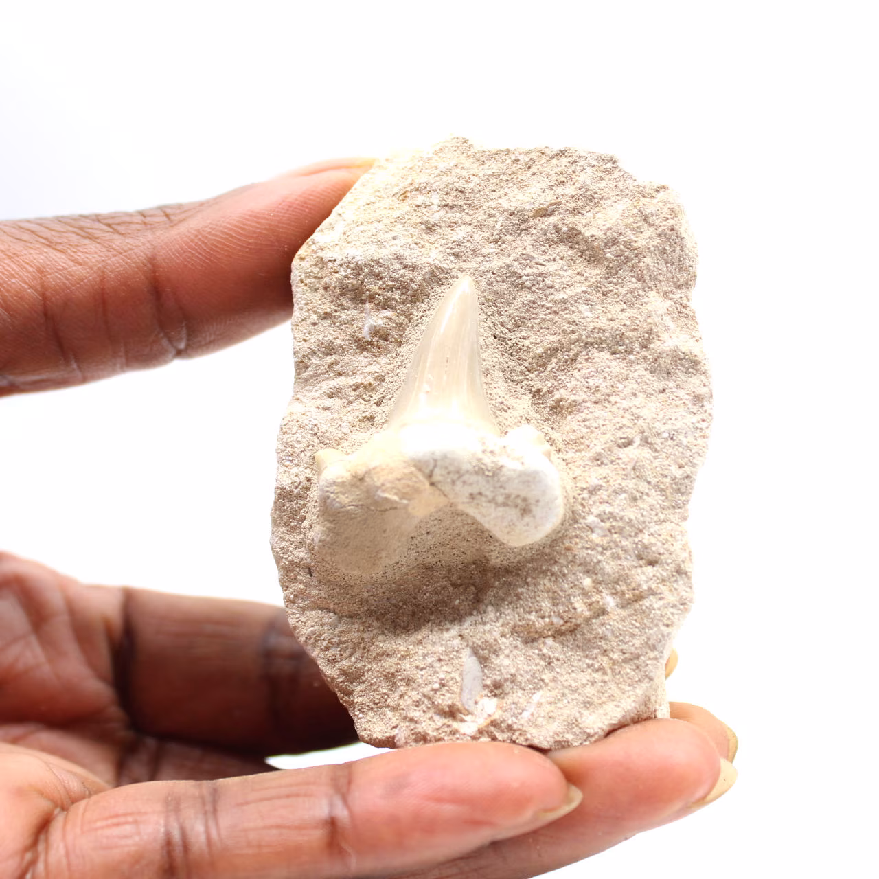 Dente fossile di Otodus