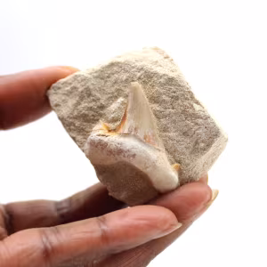 Dente fossile di Otodus