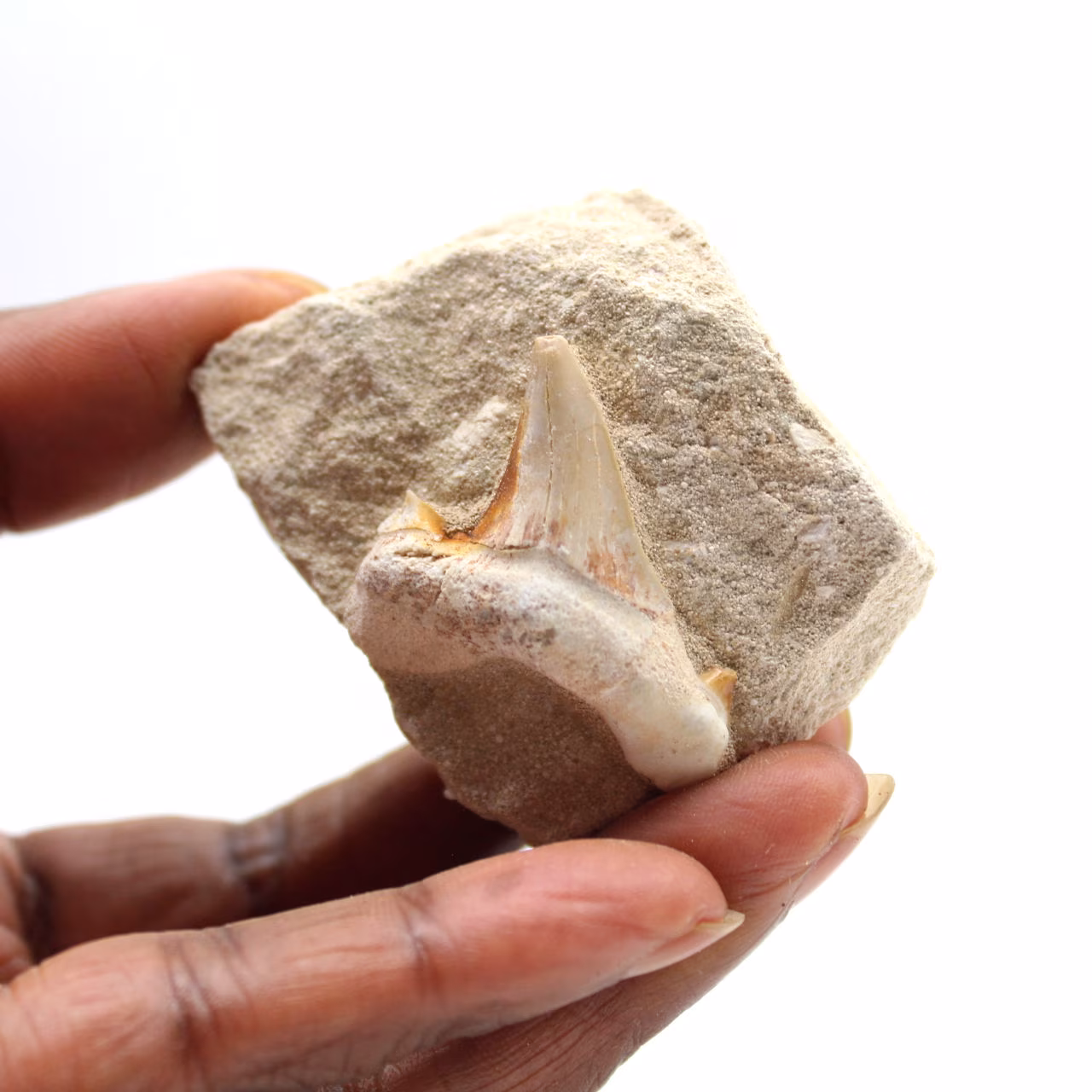 Dente fossile di Otodus