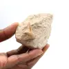 Dente fossile di Otodus dal Marocco - 0