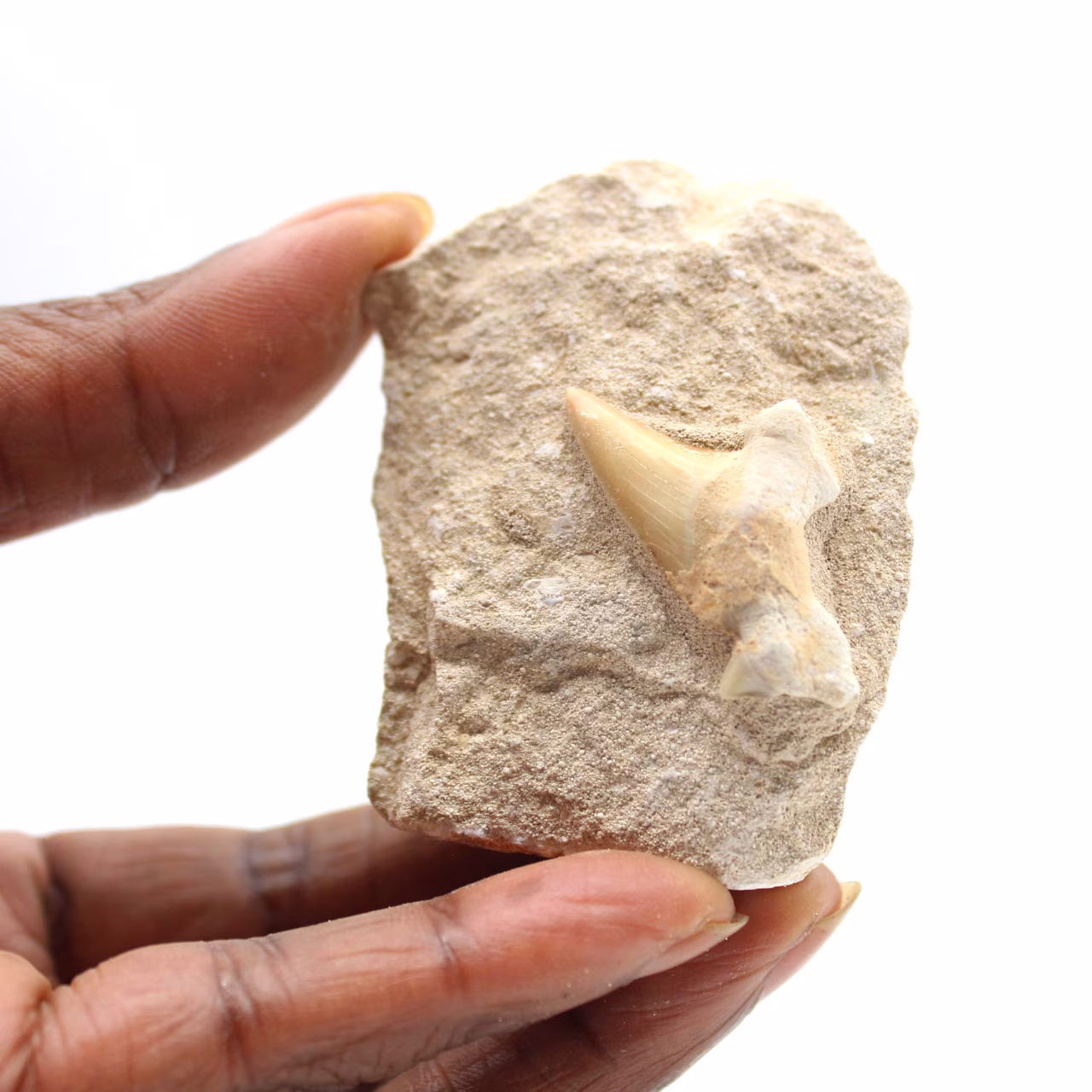 Dente fossile di Otodus
