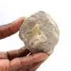 Dente fossile di Otodus dal Marocco - 0