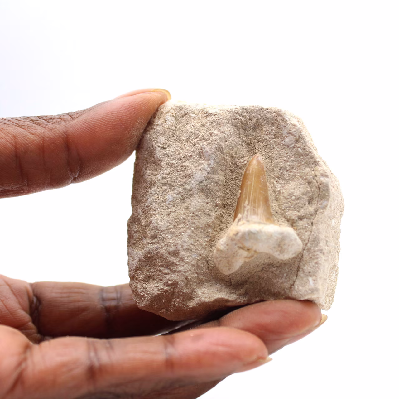Dente fossile di Otodus