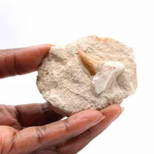 Dente fossile di Otodus dal Marocco