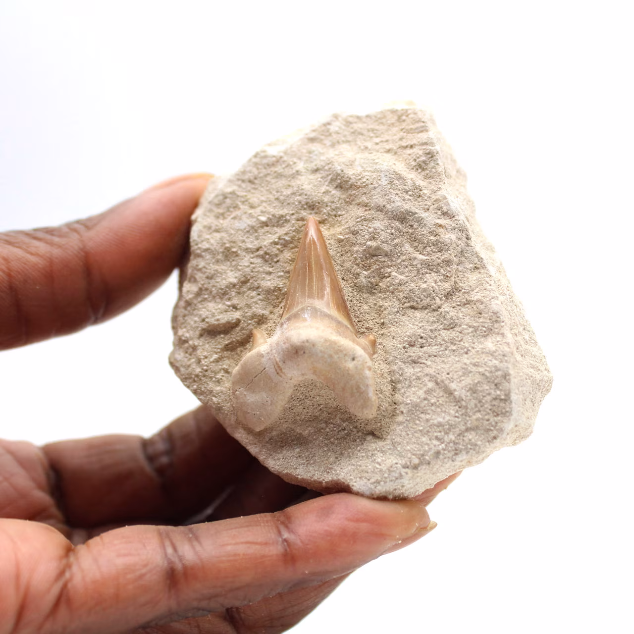Dente fossile di Otodus dal Marocco