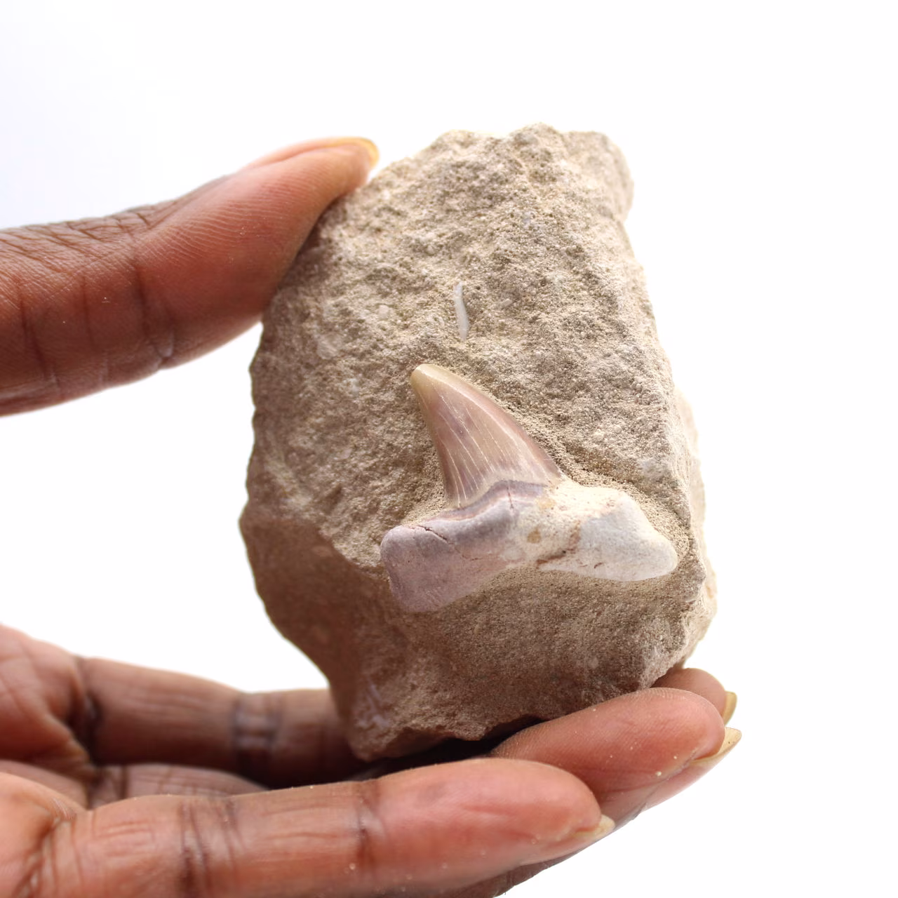 Dente fossile di Otodus