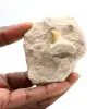 Dente fossile di Otodus dal Marocco - 0
