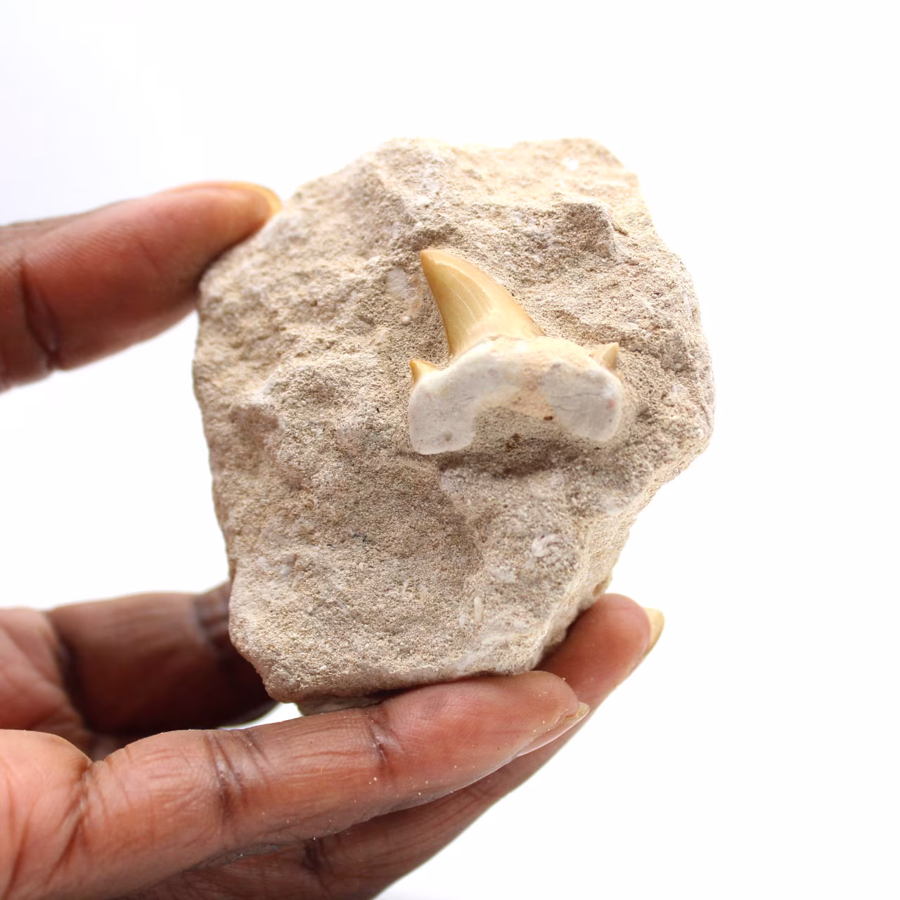 Dente fossile di Otodus dal Marocco