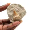 Dente fossile di Otodus - 0