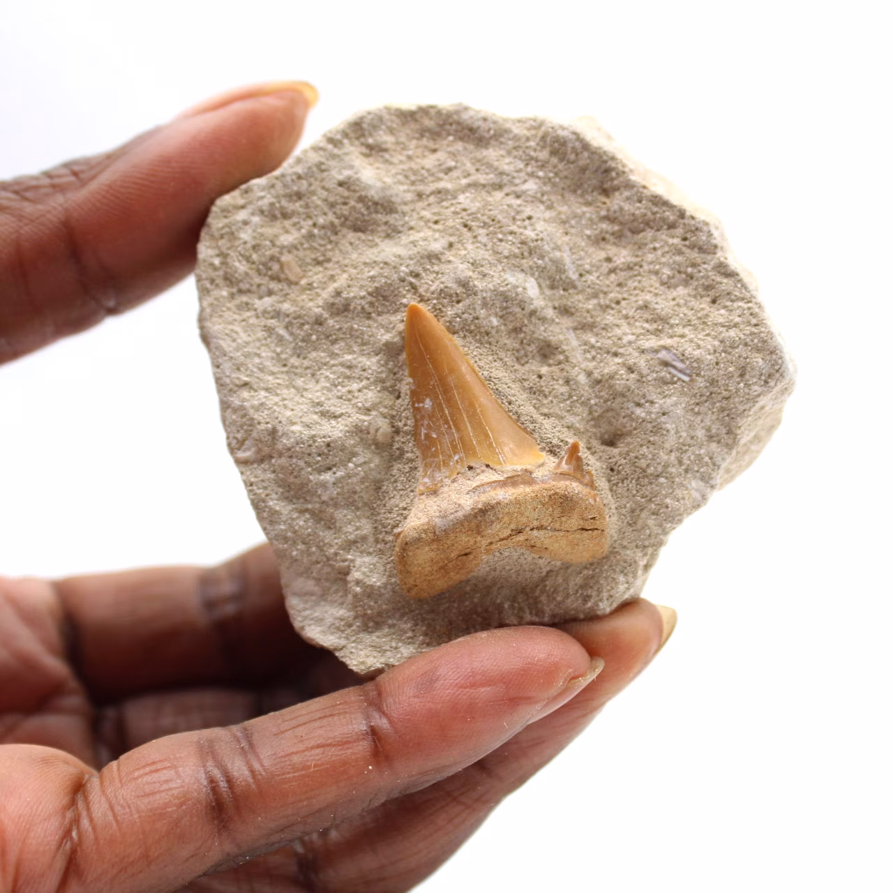 Dente fossile di Otodus