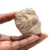 Dente fossile di Otodus - 0