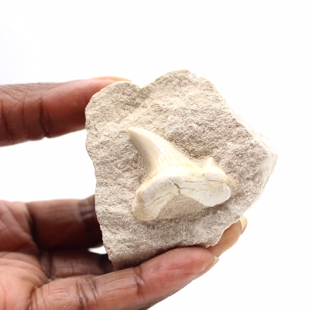 Dente fossile di Otodus dal Marocco
