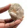 Dente fossile di Otodus - 0