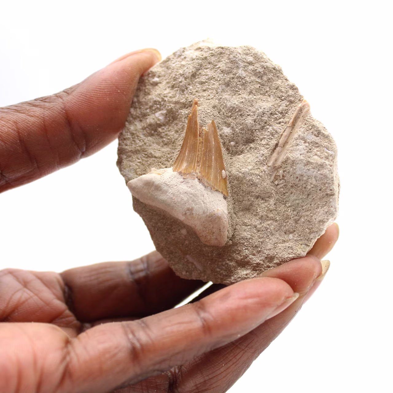 Dente fossile di Otodus