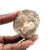 Dente fossile di Otodus - 0