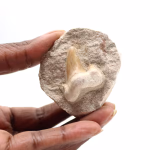 Dente fossile di Otodus