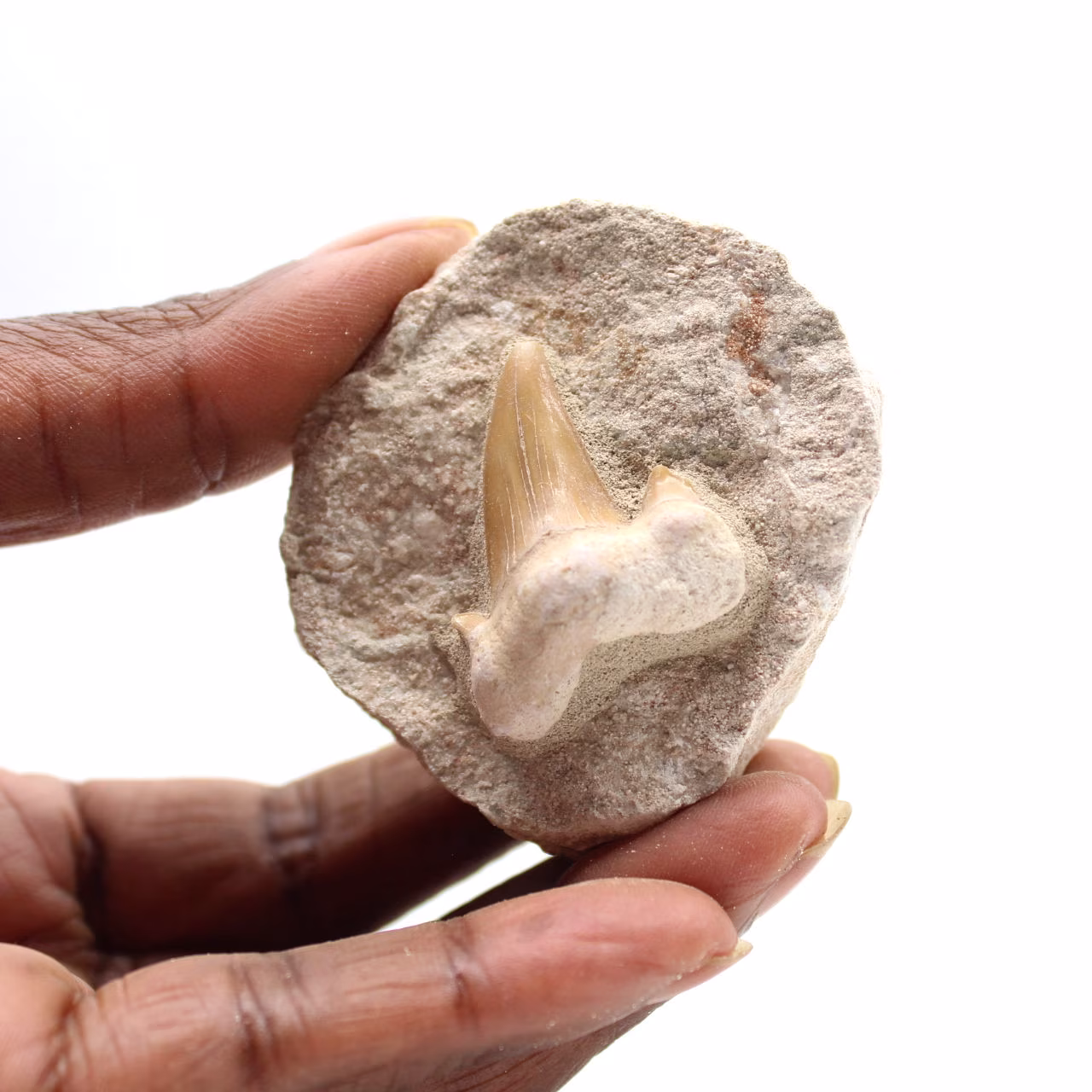 Dente fossile di Otodus