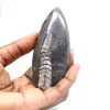 Orthoceras fossile - 1