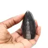 Orthoceras fossile dal Marocco - 1