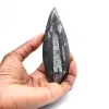 Orthoceras fossile dal Marocco - 1