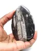 Orthoceras fossile dal Marocco - 1