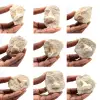 Dente fossile di Otodus dal Marocco - 0