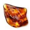 Ambra lituana lucidata: ciottolo per la collezione Fossil - 0