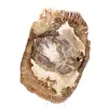 Ornamento in legno pietrificato, fetta lucidata, oggetto da collezione, Madagascar - 4