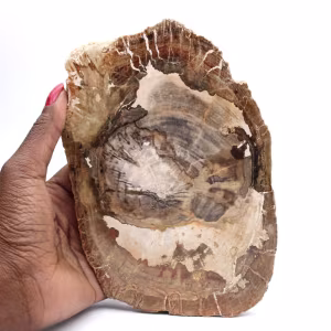 Ornamento in legno pietrificato, fetta lucidata, oggetto da collezione, Madagascar