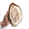 Legno pietrificato (fetta), pezzo da collezione lucidato, fossile del Madagascar - 0