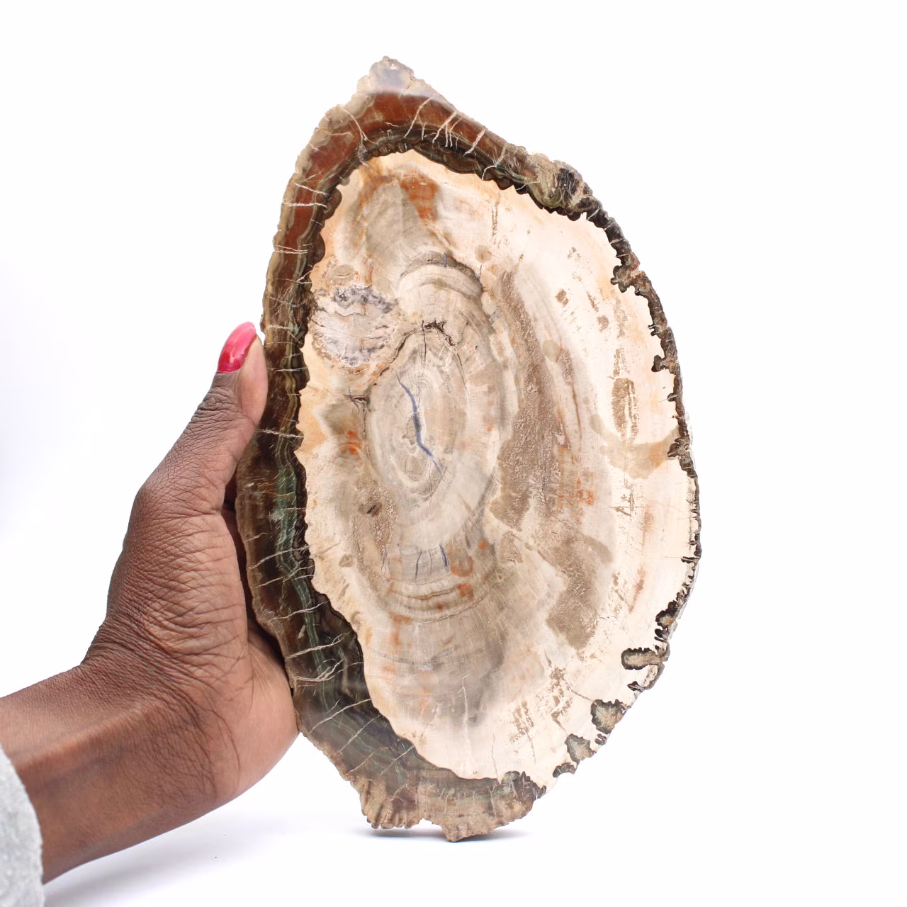 Legno pietrificato (fetta), pezzo da collezione lucidato, fossile del Madagascar