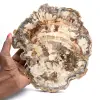 Fetta di legno pietrificato lucidato, fossile di albero, collezione del Madagascar - 0