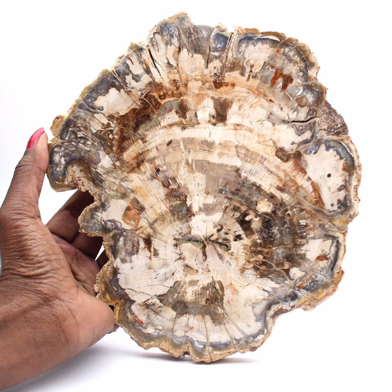 Fetta di legno pietrificato lucidato, fossile di albero, collezione del Madagascar
