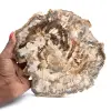 Grande fetta di legno fossilizzato lucidato, ornamento unico, Madagascar - 0