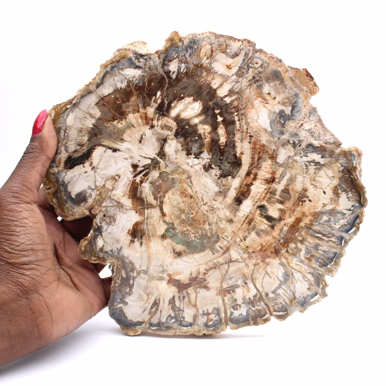 Grande fetta di legno fossilizzato lucidato, ornamento unico, Madagascar