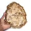 Grande fetta di legno pietrificato lucidato, fossile solido da collezione, Madagascar - 0