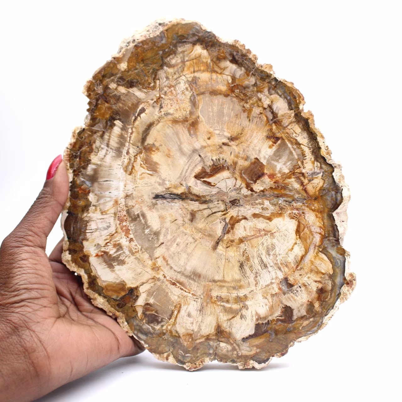 Grande fetta di legno pietrificato lucidato, fossile solido da collezione, Madagascar