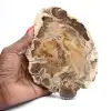 Fetta di legno fossile lucidata, esemplare decorativo, dal Madagascar - 0