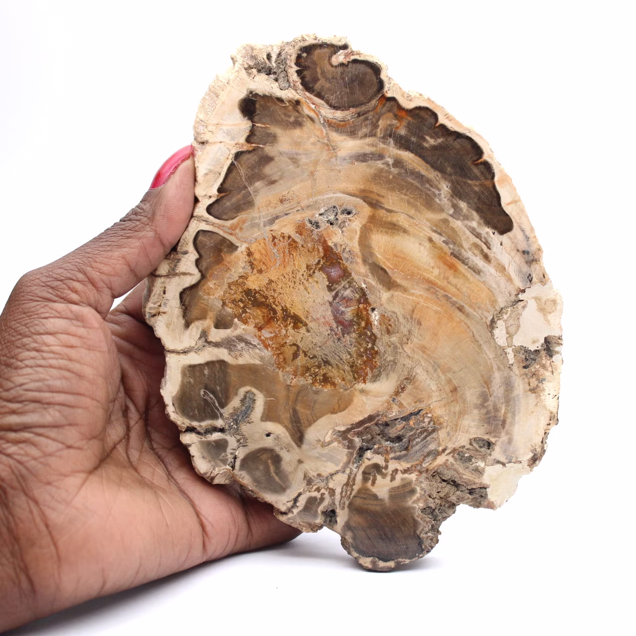 Fetta di legno fossile lucidata, esemplare decorativo, dal Madagascar