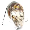 Ammonite da collezione lucidata del Madagascar - Autentico esemplare decorativo - 2