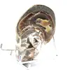 Ammonite da collezione lucidata del Madagascar - Autentico esemplare decorativo - 4