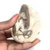 Esemplare di ammonite dal Madagascar - Fossile lucidato per collezionisti - 0