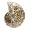 Ammonite fossile lucidata dal Madagascar - Esemplare stretto e snello - 1