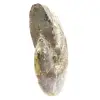 Ammonite fossile lucidata dal Madagascar - Esemplare stretto e snello - 2