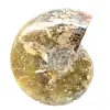 Ammonite fossile lucidata dal Madagascar - Esemplare stretto e snello - 4