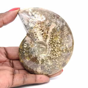 Ammonite fossile lucidata dal Madagascar - Esemplare stretto e snello
