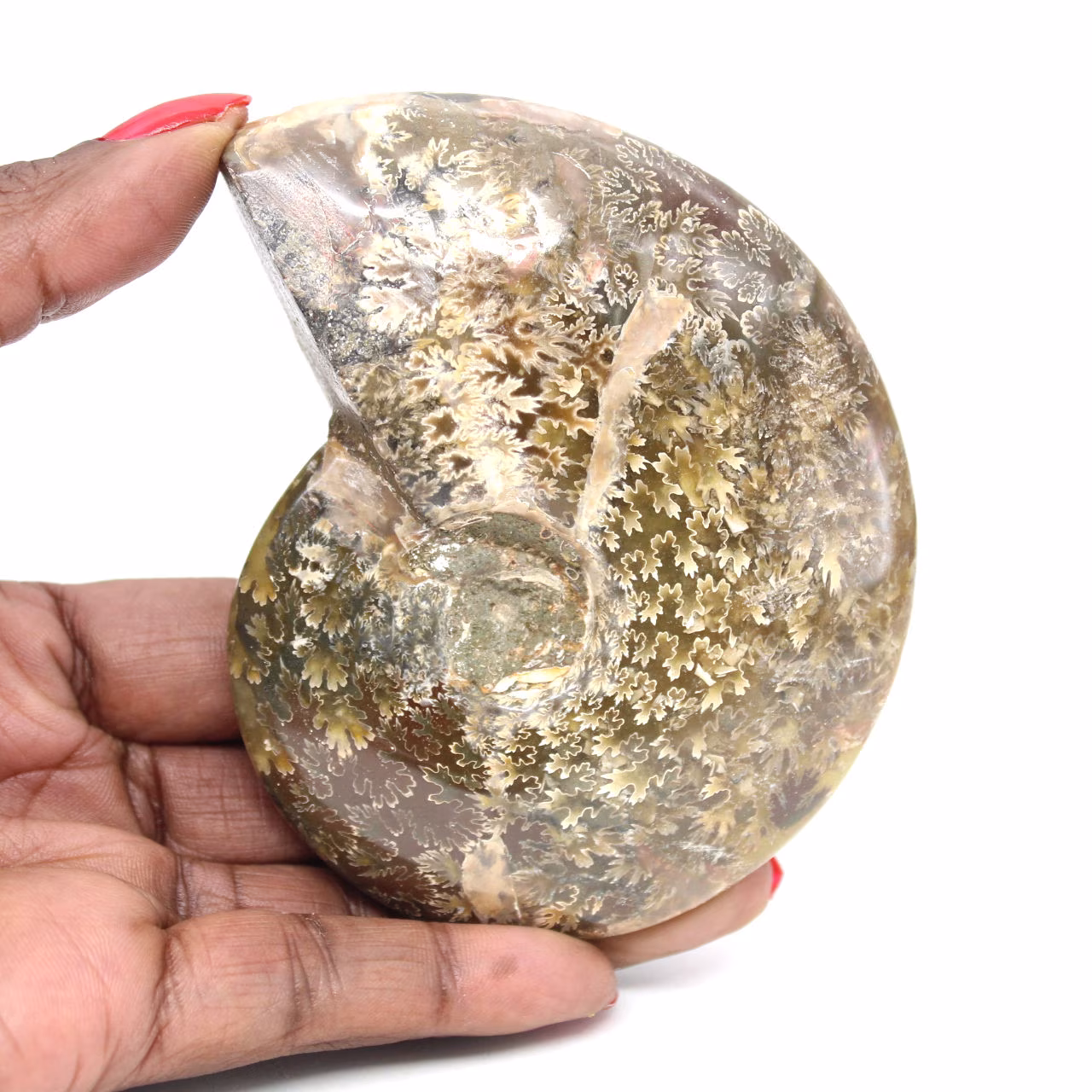 Ammonite fossile lucidata dal Madagascar - Esemplare stretto e snello